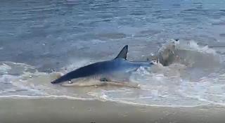 Schreck an der Cala Llombards auf Mallorca: Hai schwimmt bis an den Strand