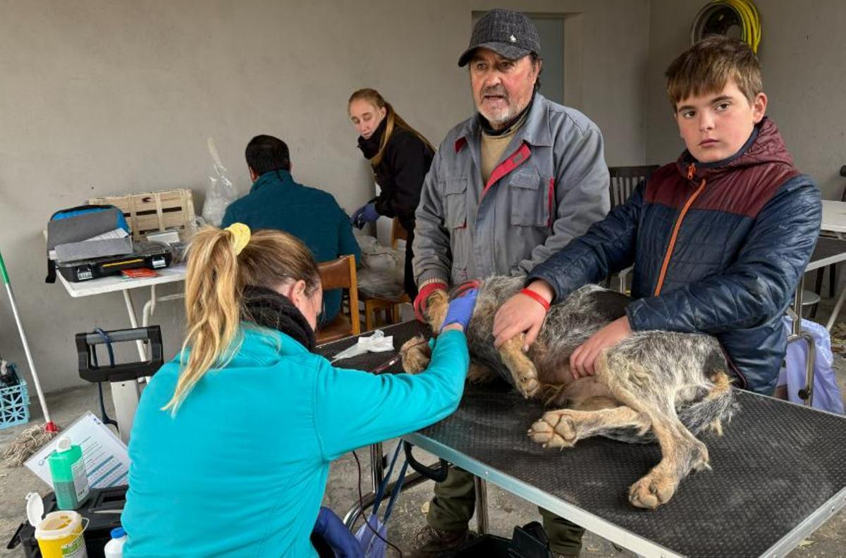 Una veterinària traient sang a un gos