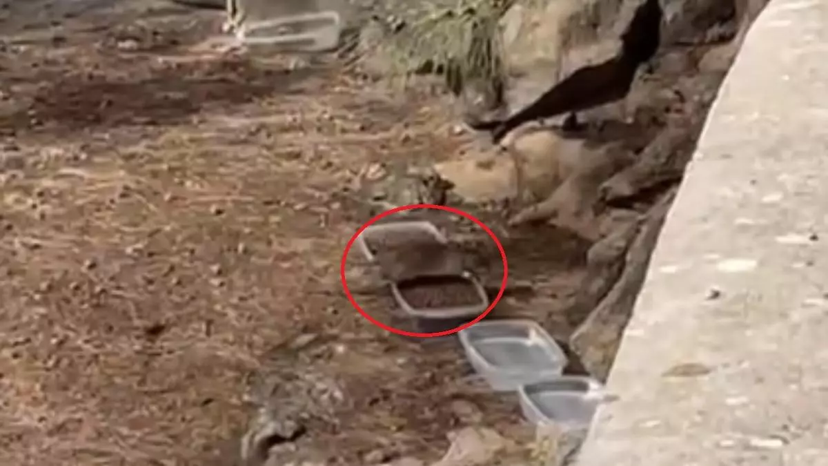 Plaga de ratas en una playa de Telde