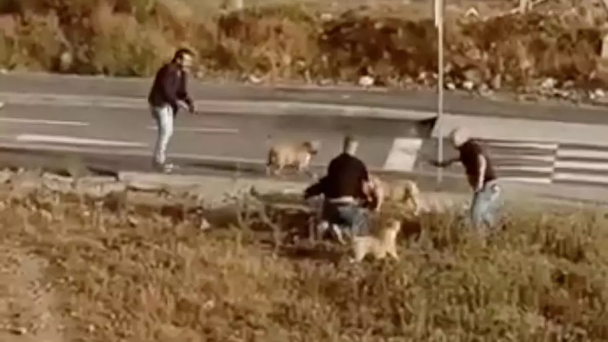 Disparan "a bocajarro" a varios perros en una operación antidroga en Canarias
