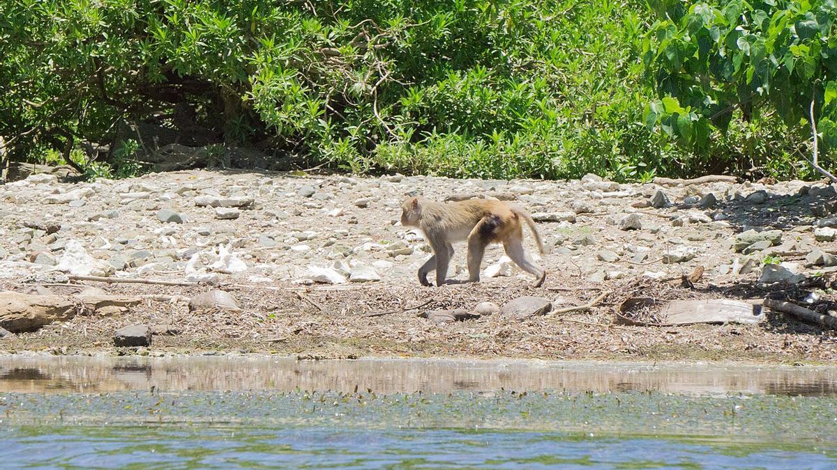 La isla de los monos, un curioso destino para estudiar los comportamientos humanos