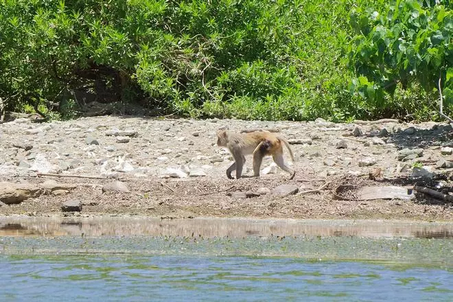 La isla de los monos, un curioso destino para estudiar los comportamientos humanos