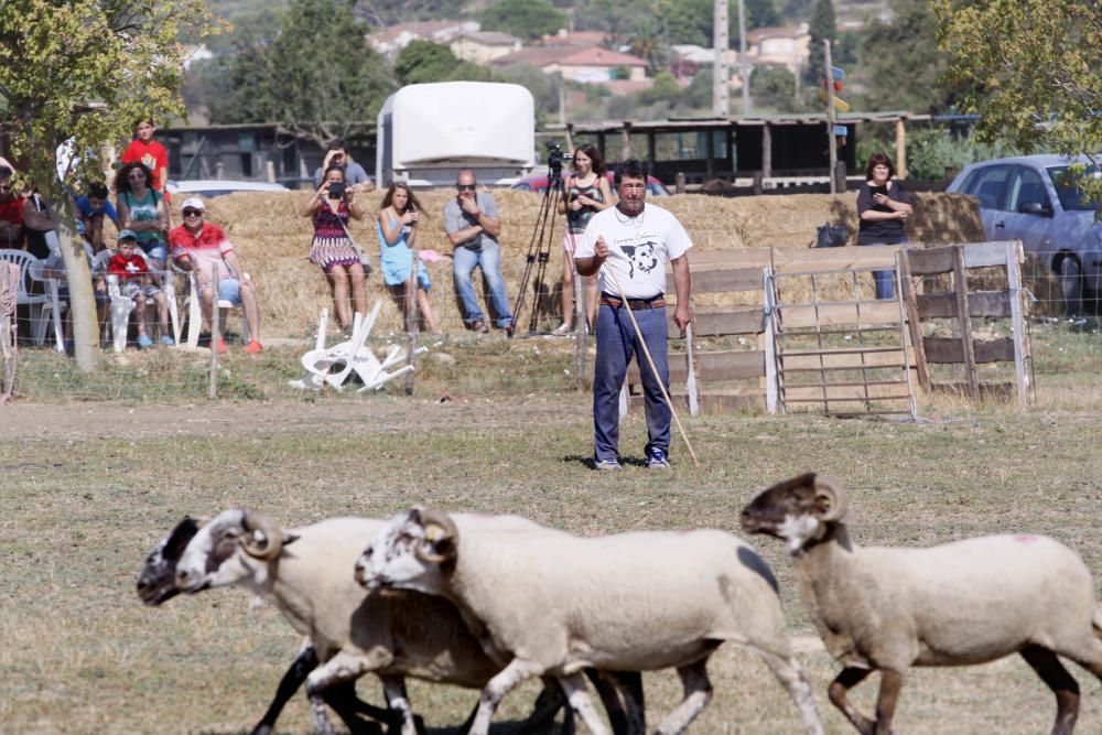Jordi Muxach dóna a conèixer als turistes l''ofici de pastor i la importància dels gossos d''atura