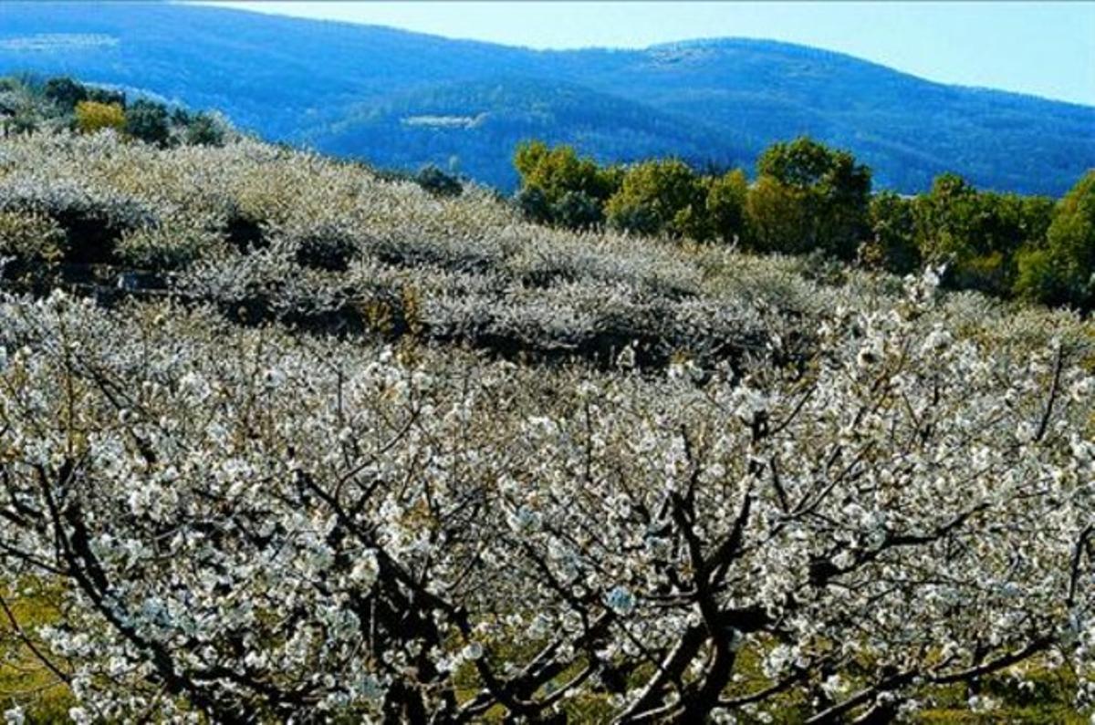 estación central. De izquierda a derecha y de arriba abajo, estampas de la primavera: puesta de sol en el Delta de l’ Ebre; un hayedo en la Selva de Irati, en Navarra; los famosos cerezos en flor del cacereño Valle del Jerte; el deshielo en los bosques del Pallars Sobirà,y una osa en el parque de Somiedo, en Asturias.