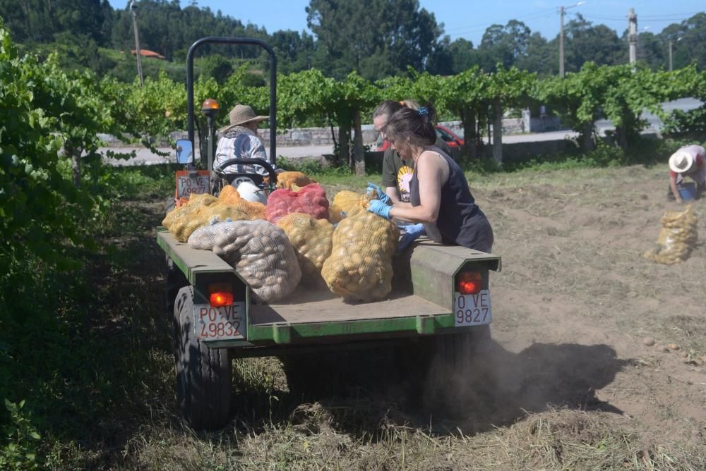 Meis recoge sus patatas solidarias