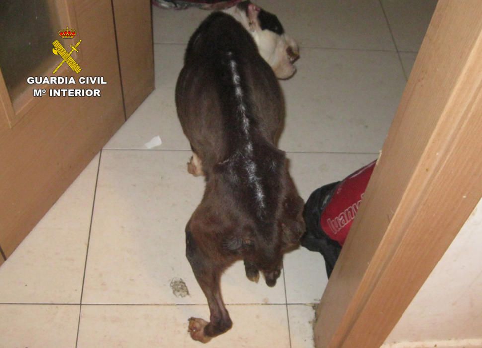 Detenido por abandono animal en Alhama.