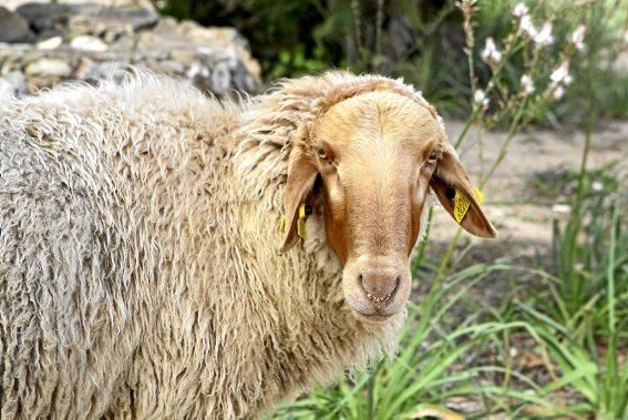 Schafherde, Baumplantage und Paradies für Insekten: zu Besuch bei Jaume Seguí und seinen 18 Hektar Bioland bei Capdellà