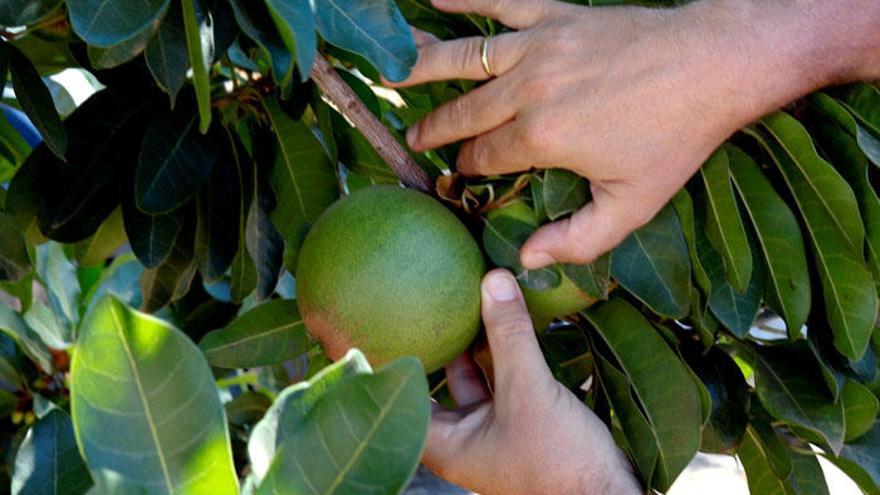 La Mayora alberga la que puede ser la única plantación de lúcuma en Europa.