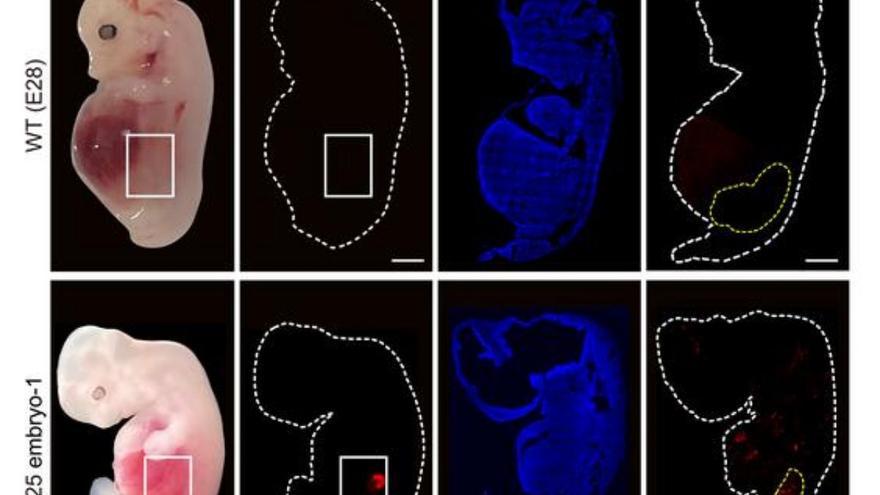 Cultivan riñones humanizados embrionarios dentro de cerdos durante casi un mes