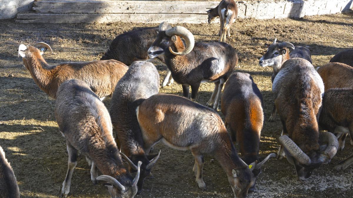 Si quieres darles de comer, junto a la entrada de la granja dispones de un expendedor donde adquirir alimento específico para ellos