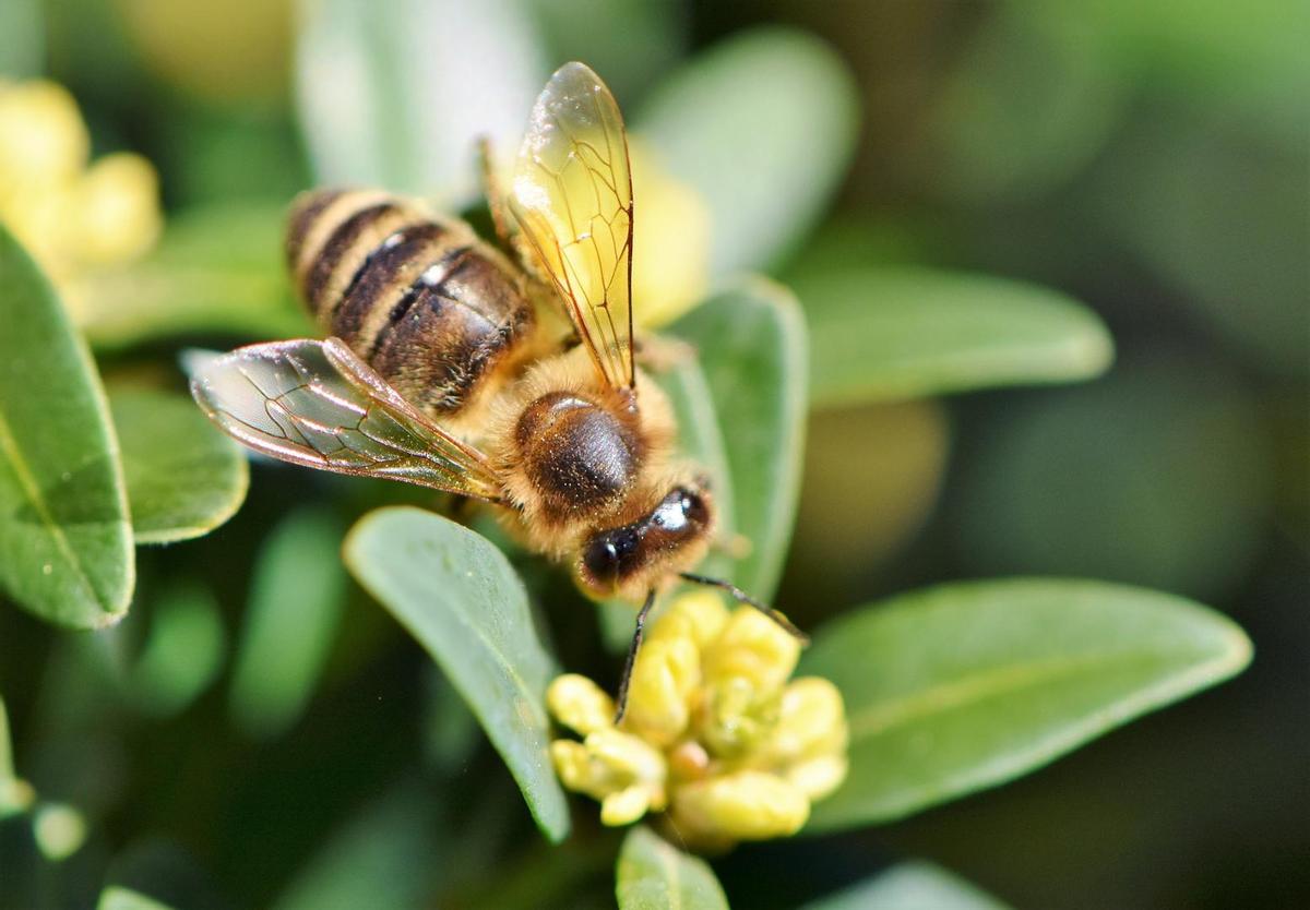 Una abeja en una flor