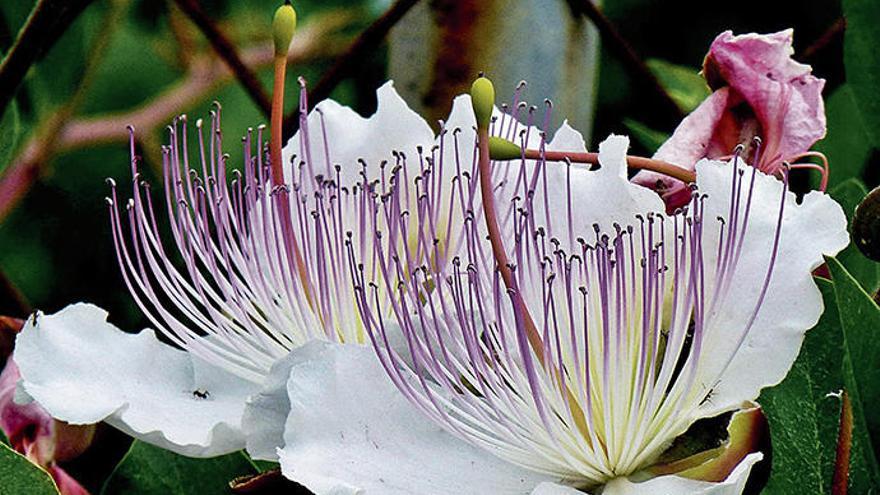 Die spektakuläre Blüte des Kapernstrauchs mit weißen Kronblättern und violetten Staubfäden.