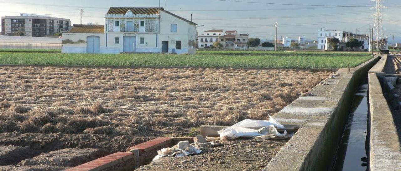 Campos de chufa cerca de Meliana, uno de los pocos cultivos que ha crecido en los últimos años.