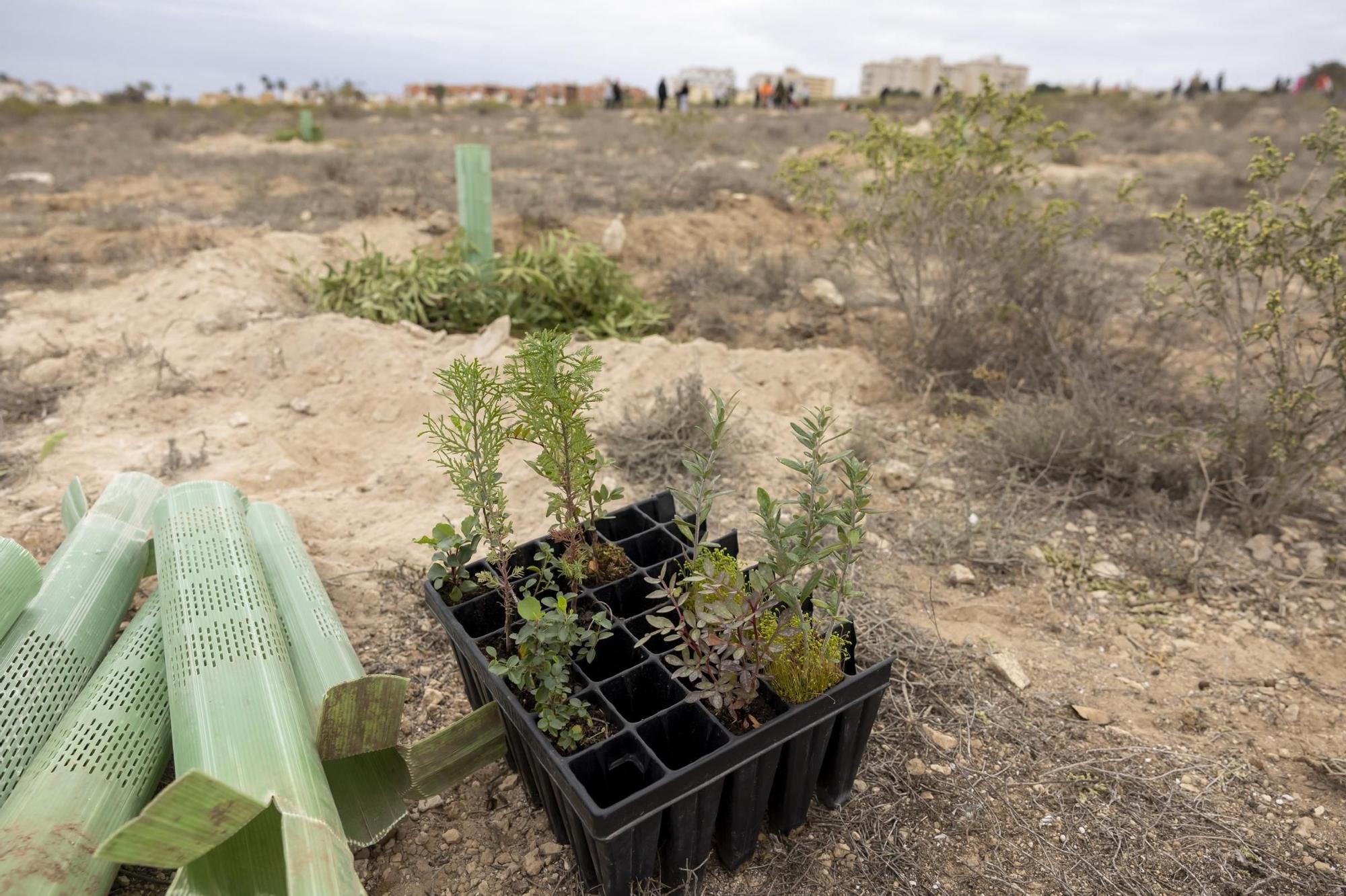 800 escolares se implican en la celebración del Día del Árbol con la plantación de especies autóctonas en torno a la laguna de La Mata de Torrevieja