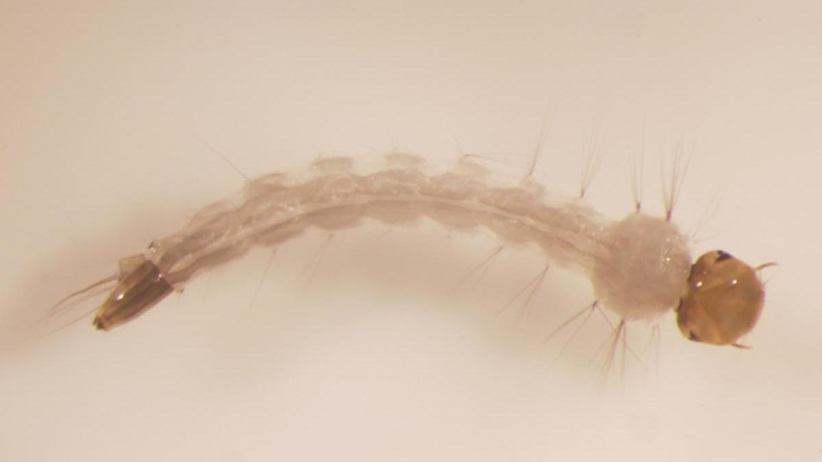 Larva de Aedes aegypti.