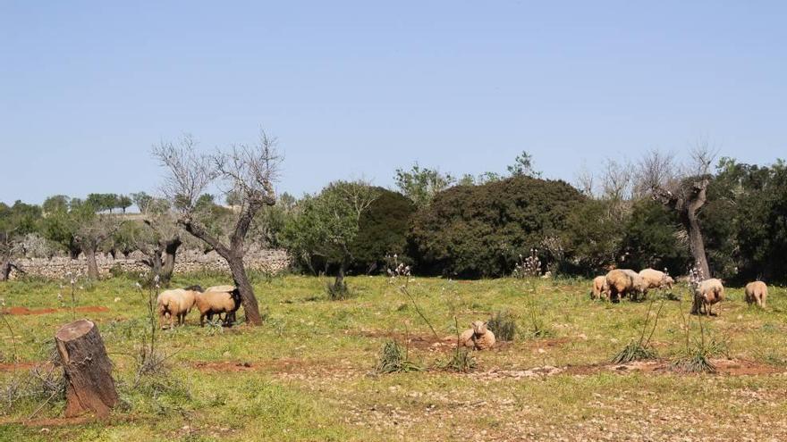 Ovejas pastan en una finca de almendros devastada en Santa Margalida.