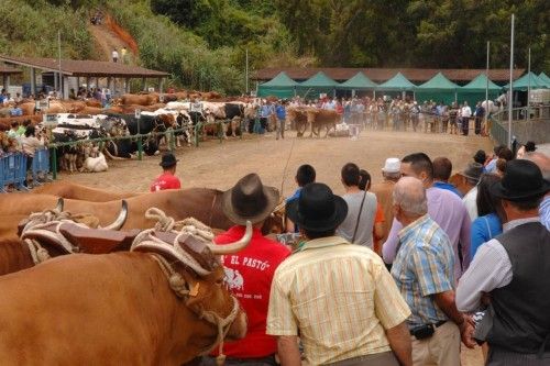 Feria de ganado, concurso de arrastre y trasquilada