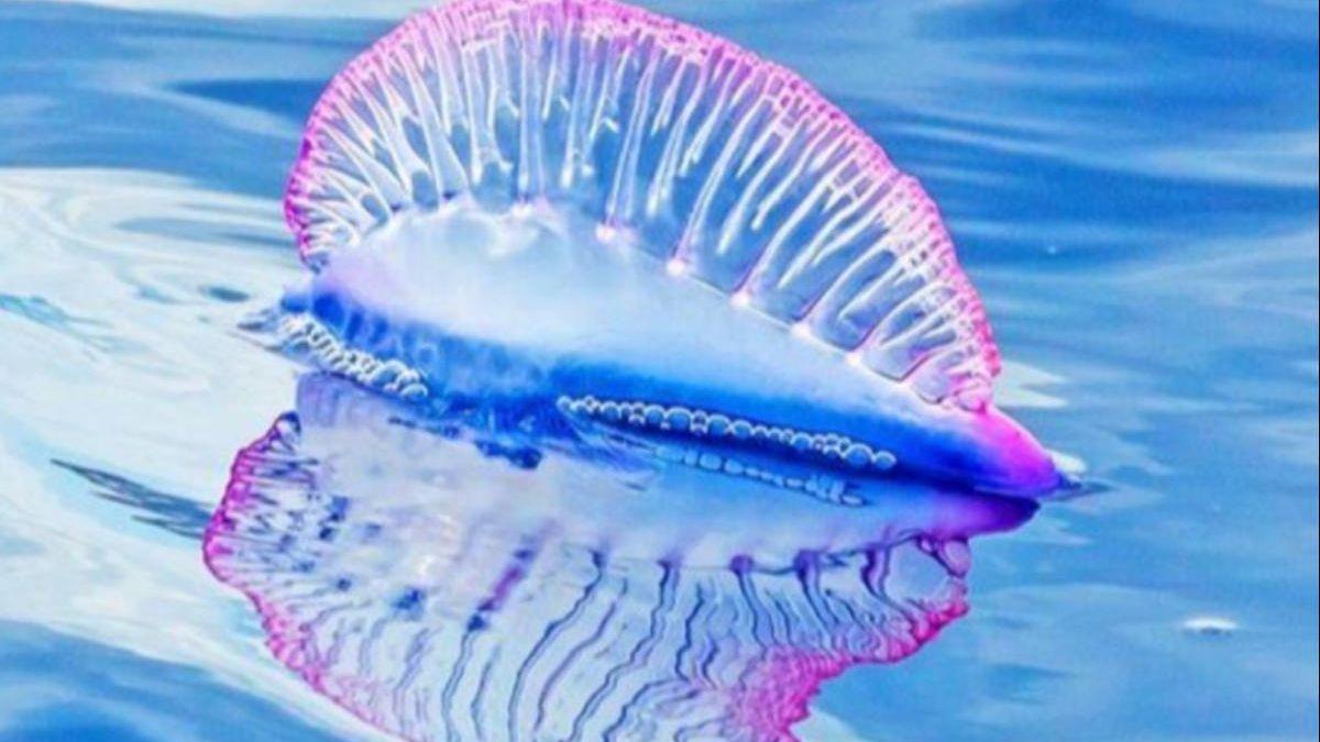 Ejemplar de medusa Carabela Portuguesa