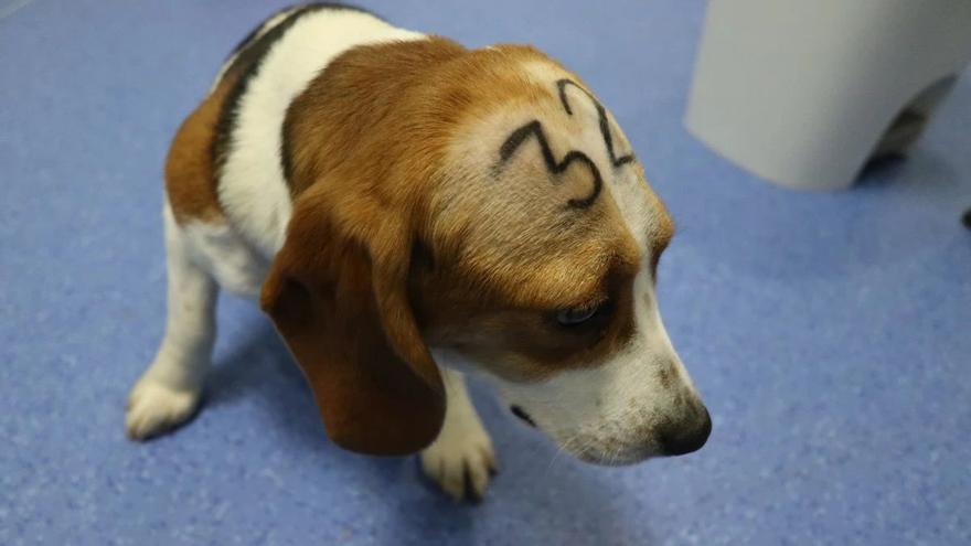 The judge refuses to stop the experiment in which 32 'beagle' puppies will be sacrificed