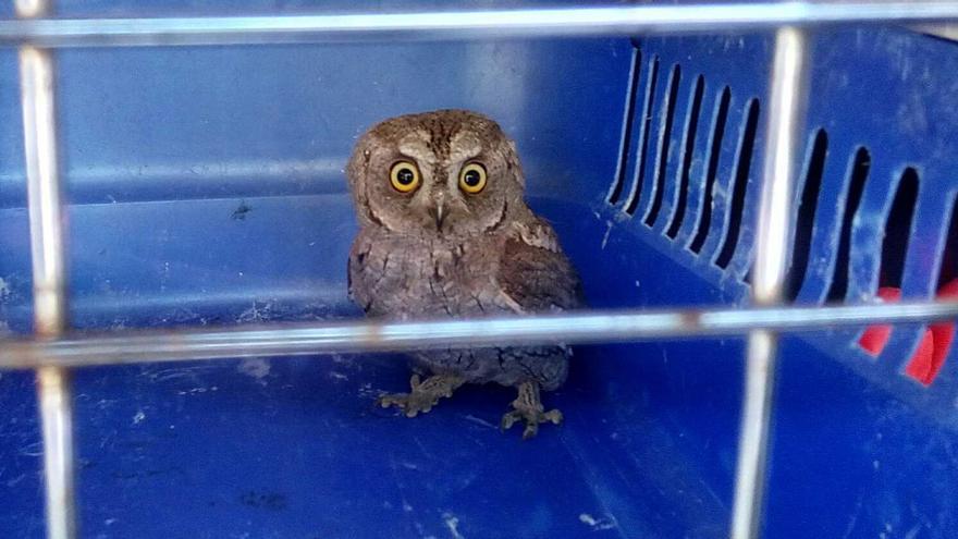 Un búho, el nuevo &#039;inquilino&#039; de un céntrico edificio de Vigo