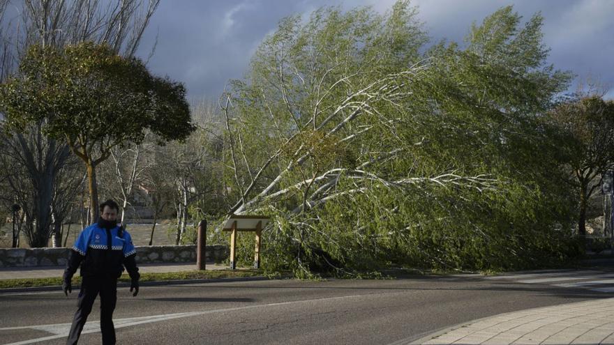 Las desastrosas consecuencias del temporal de viento en Zamora: más de 30 intervenciones de los bomberos