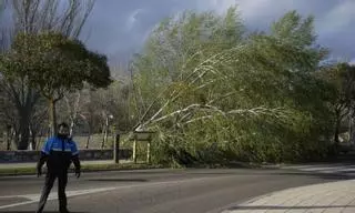 Las desastrosas consecuencias del temporal de viento en Zamora: más de 30 intervenciones de los bomberos