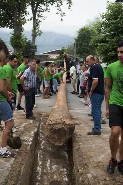 Celoriu planta su hoguera