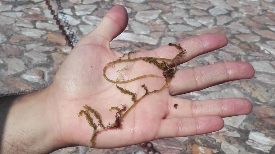 Mostra de l&#039;alga invasora extreta de Ses Negres