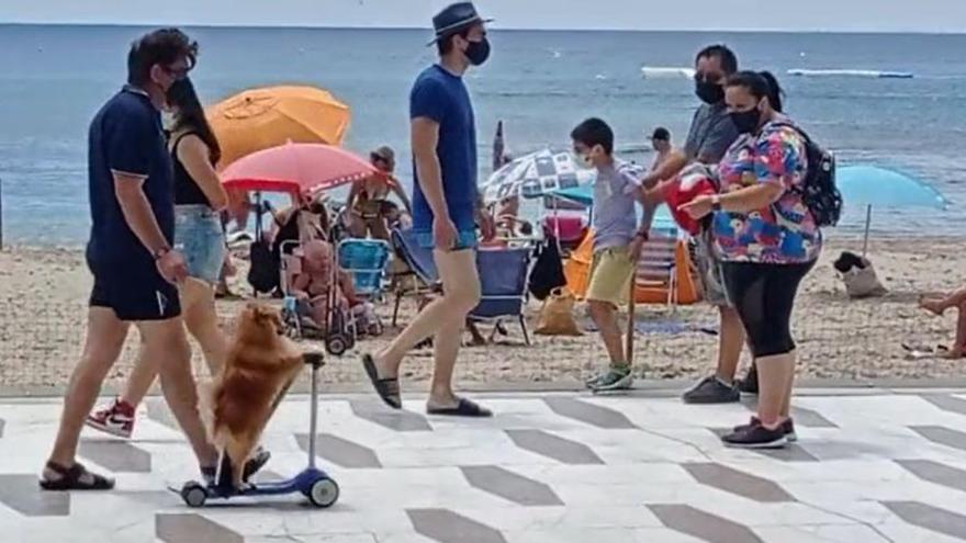 Un perro que pasea con patinete por Benidorm se viraliza en redes sociales.