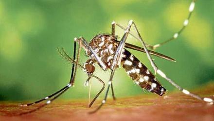 Was gegen Mücken auf Mallorca hilft und was Sie bei Stichen tun müssen -  Mallorca Zeitung