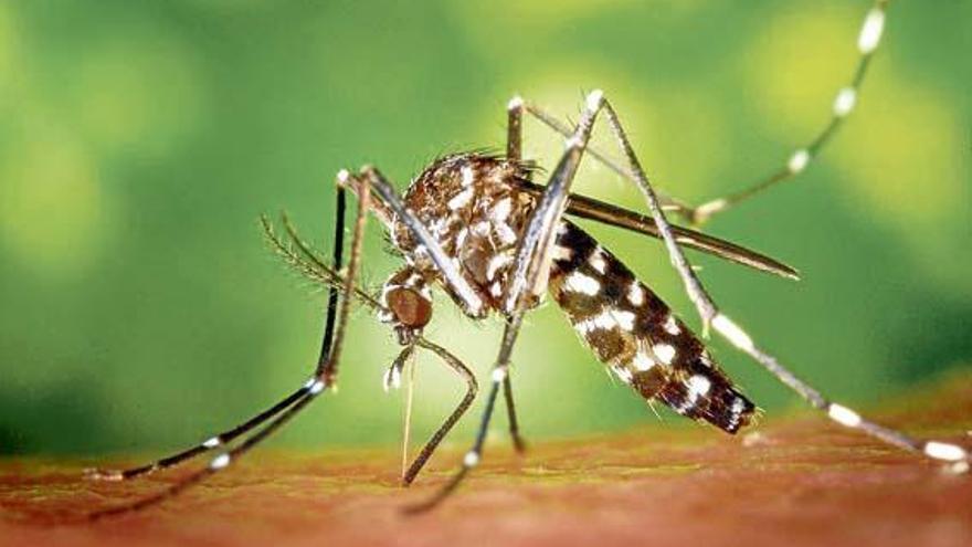 Die Mückenart Aedes kann Krankheiten wie das Zika-Virus übertragen.