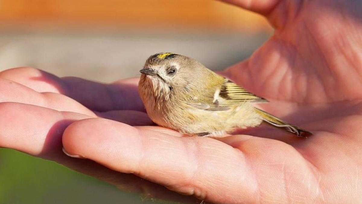 Proteger a un pájaro que está en el suelo