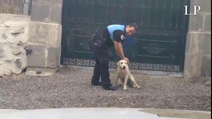 Un Policía de Santa Brígida salva la vida de un perro