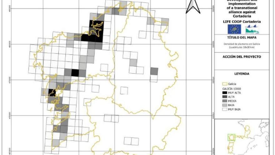 Las alergias primaverales que causa el &quot;plumacho&quot; se acentúan en O Salnés