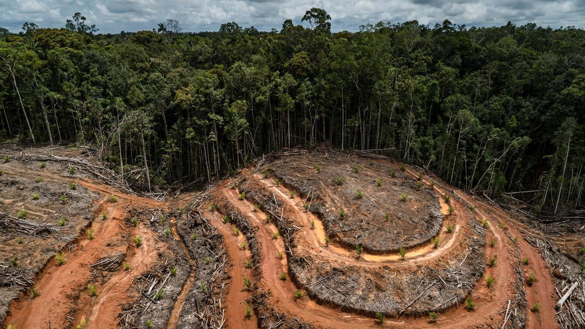 Tala de un bosque en Papúa para una plantación de aceite de palma.