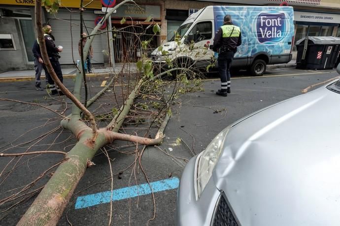 Caída de un árbol en Las Palmas de Gran ...