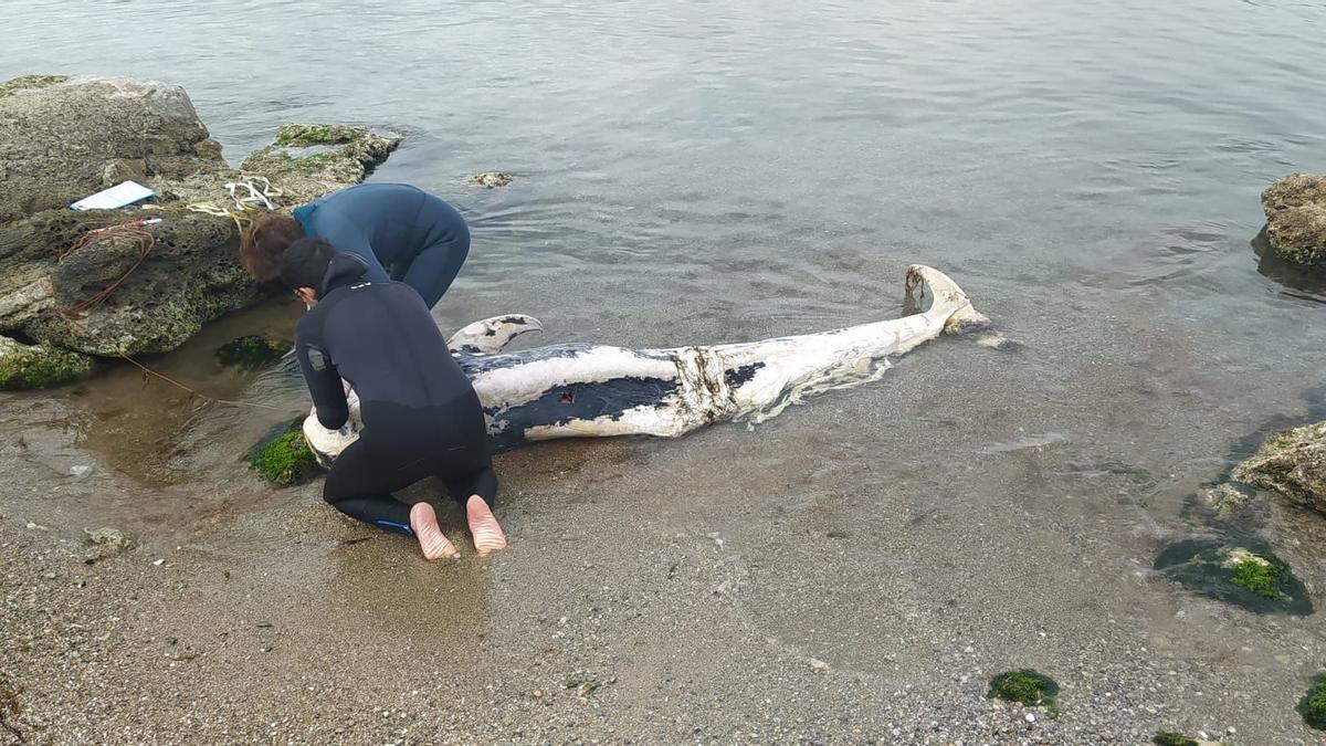 Mitarbeiter des Aquariums untersuchen den toten Delfin am Strand von Portixol.