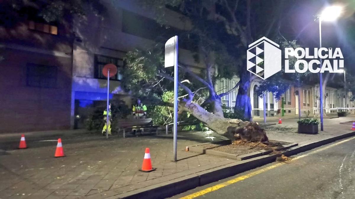 Caída de un árbol en la avenida Veinticinco de Julio.