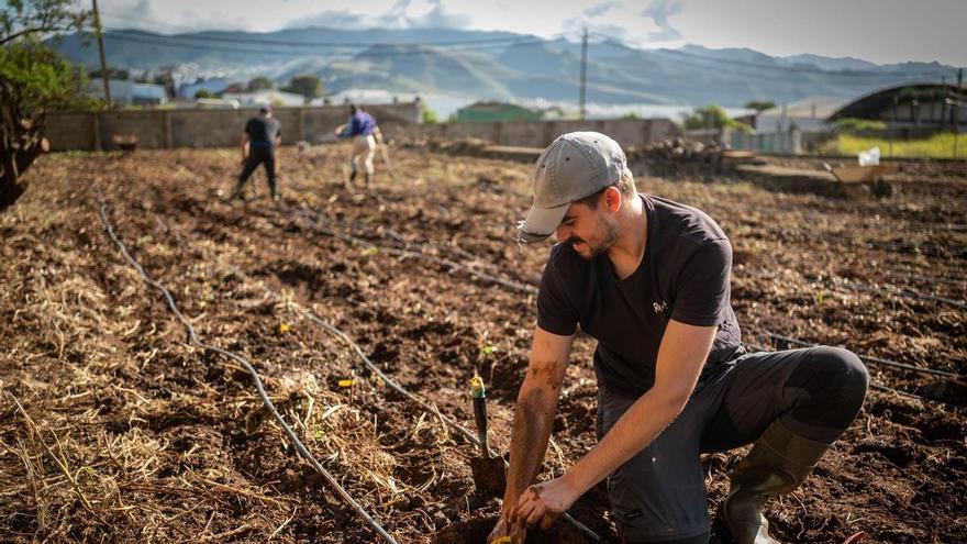Canary Islands Launch €1.1 Million Program to Protect Vineyards from Phylloxera