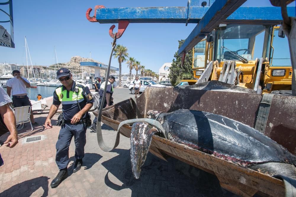 Una tortuga de300 kilos aparece muerta en La Albufereta