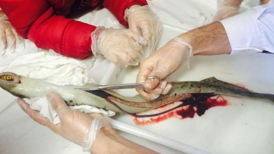 Arenaria incorpora el estudio de la prehistórica lamprea del Ulla a su acción divulgativa en los colegios
