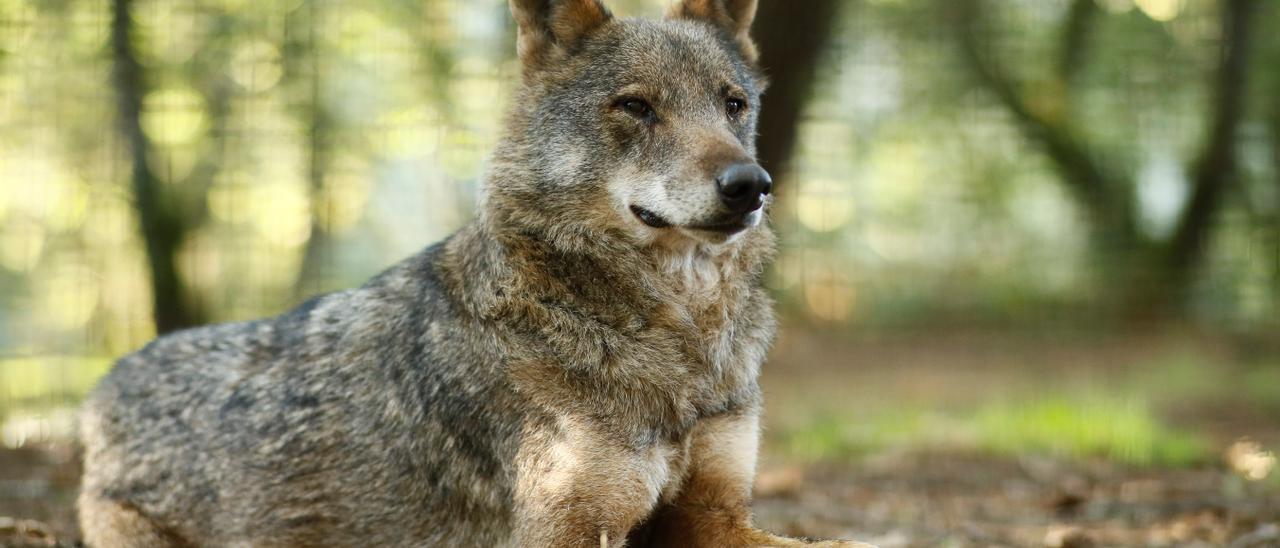 Lobos en Extremadura | Extremadura ha confirmado ya la presencia de al  menos cuatro ejemplares de lobo