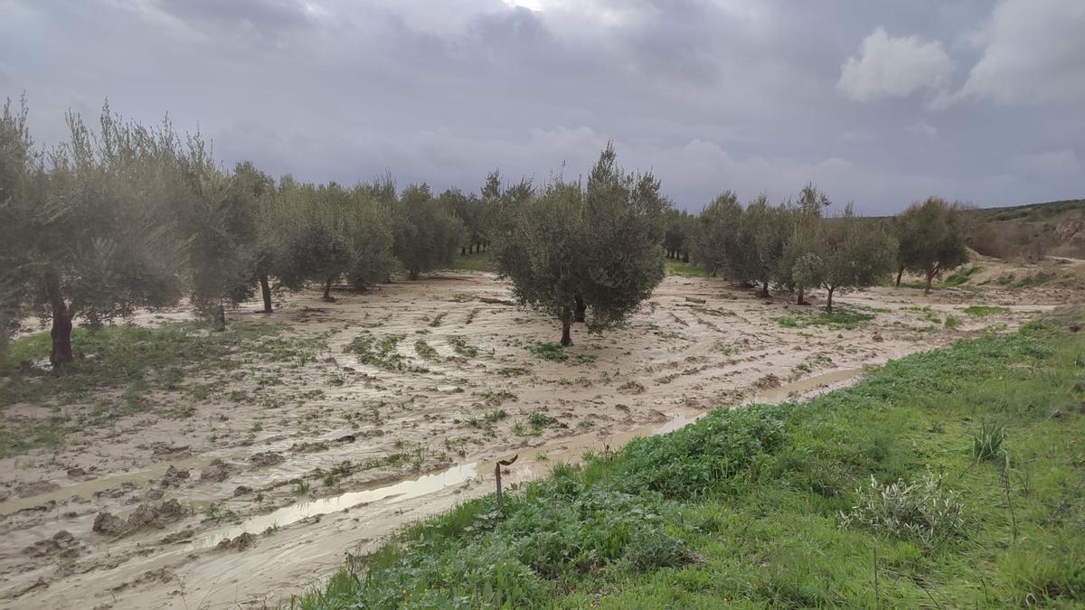 Los olivares cordobeses tras la borrasca Kristin