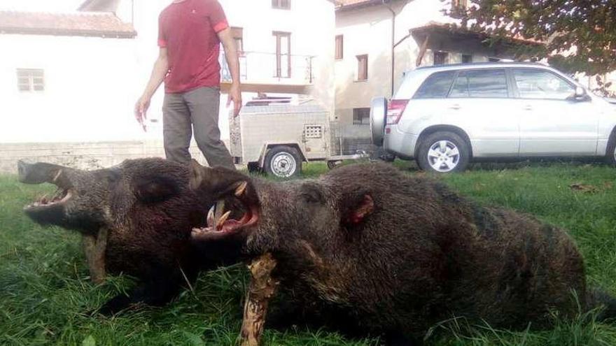 Dos extraordinarios jabalíes abatidos en una cacería.