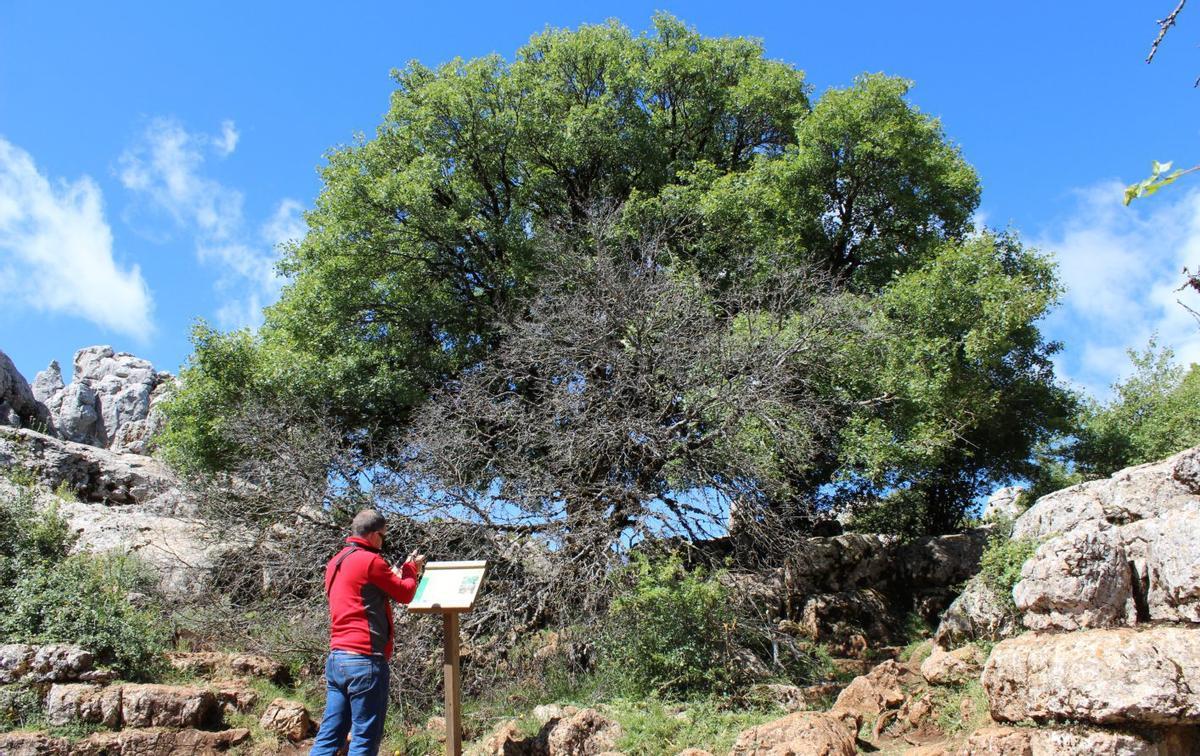 Un visitante junto al Arce de Montpellier, en el Torcal de Antequera