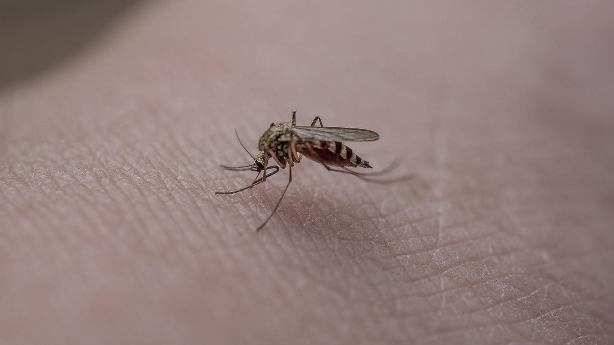 Els experts han parlat: els trucs perquè els mosquits no et maregin durant la nit i puguis dormir