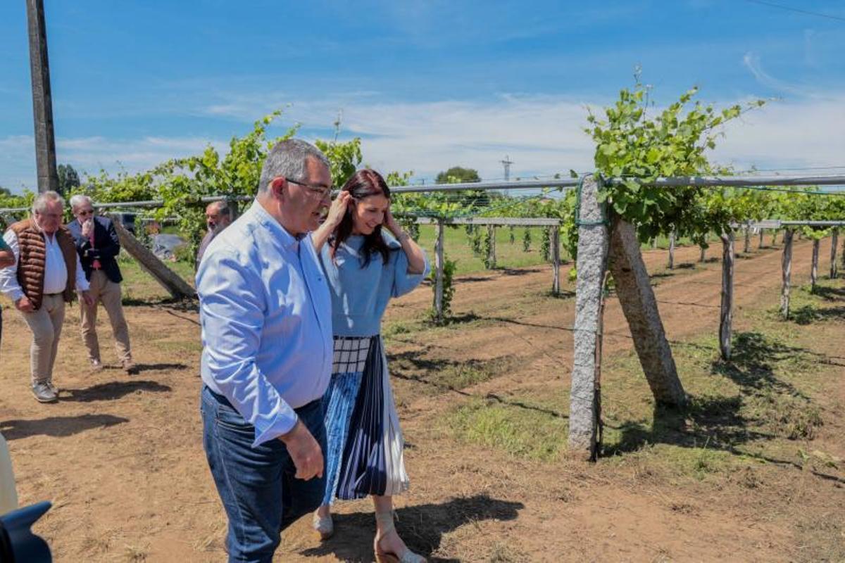 El recorrido de la conselleira por el viñedo de Ribadumia.