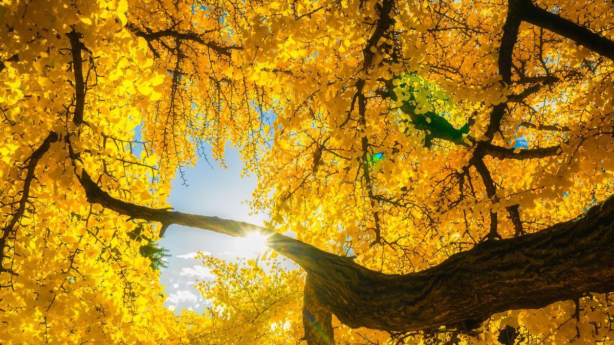 Ginkgo Biloba Dorado, dónde ver el árbol que ejemplifica a la perfección el otoño