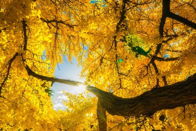 Ginkgo Biloba Dorado, dónde ver el árbol que ejemplifica a la perfección el otoño