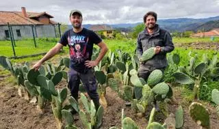 La huerta azteca brota en Villaviciosa: nopal, tomatillos y jalapeños en Castiello la Marina